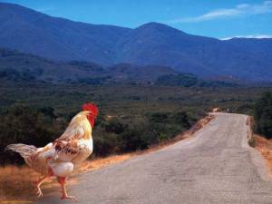why did the chicken cross the road8